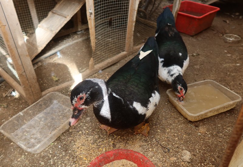 זוג ברווזים בערך בני שנה
רק 100 ש"ח לשניהם יחד
פעילים ולא מפונקים
