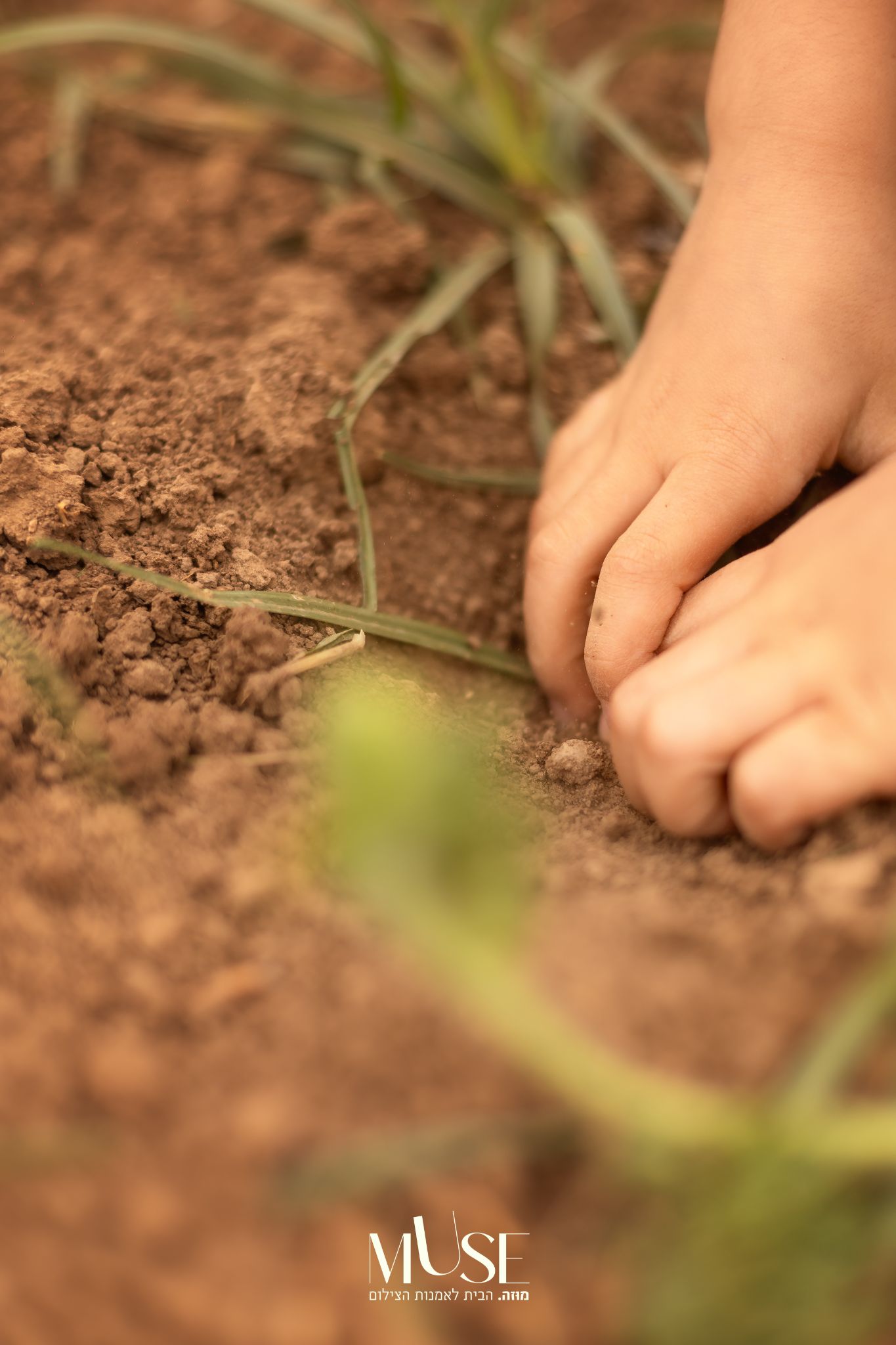 ט"ו בשבט ~ סוד הצמיחה היהודית🌱 - תמונה 1