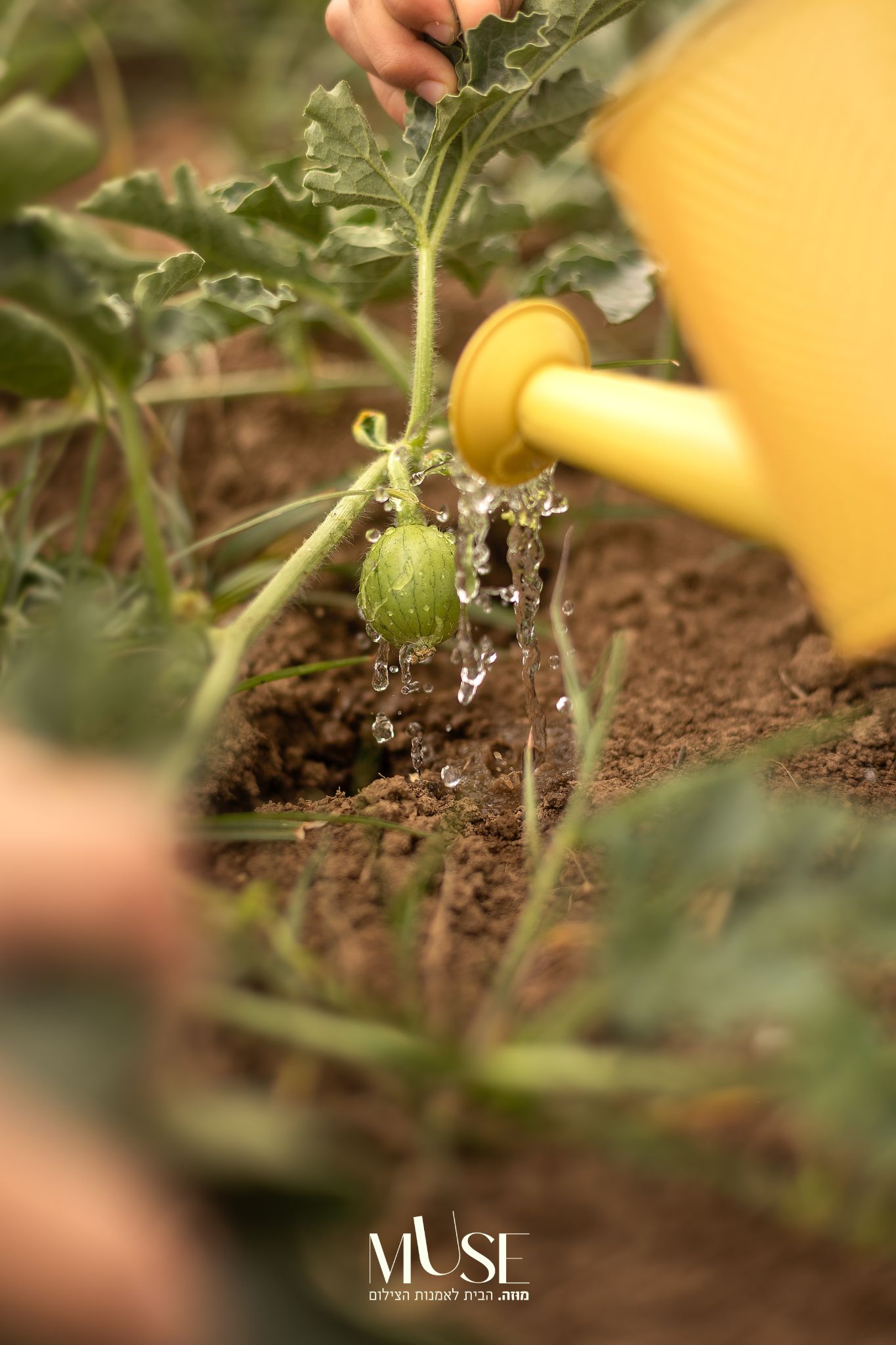 ט"ו בשבט ~ סוד הצמיחה היהודית🌱 - תמונה 1